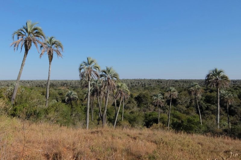 El Palmar National Park a secret wildlife paradise - Jeremaixs Blog