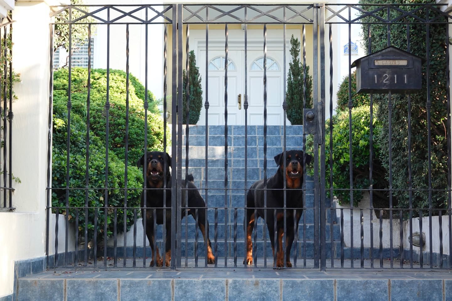 Perros guardianes de una mansion