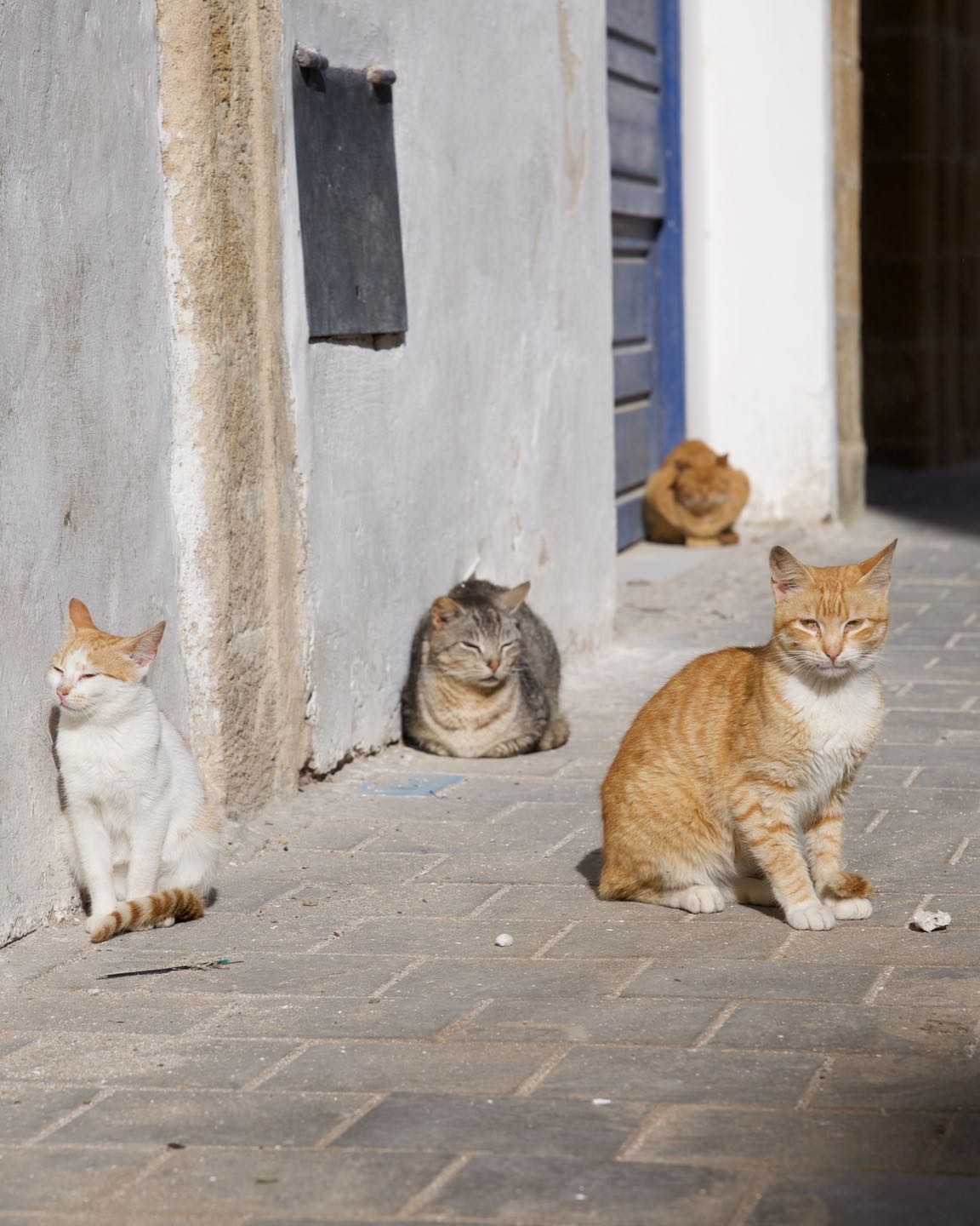 Essaouira, la ciudad de los gatos.