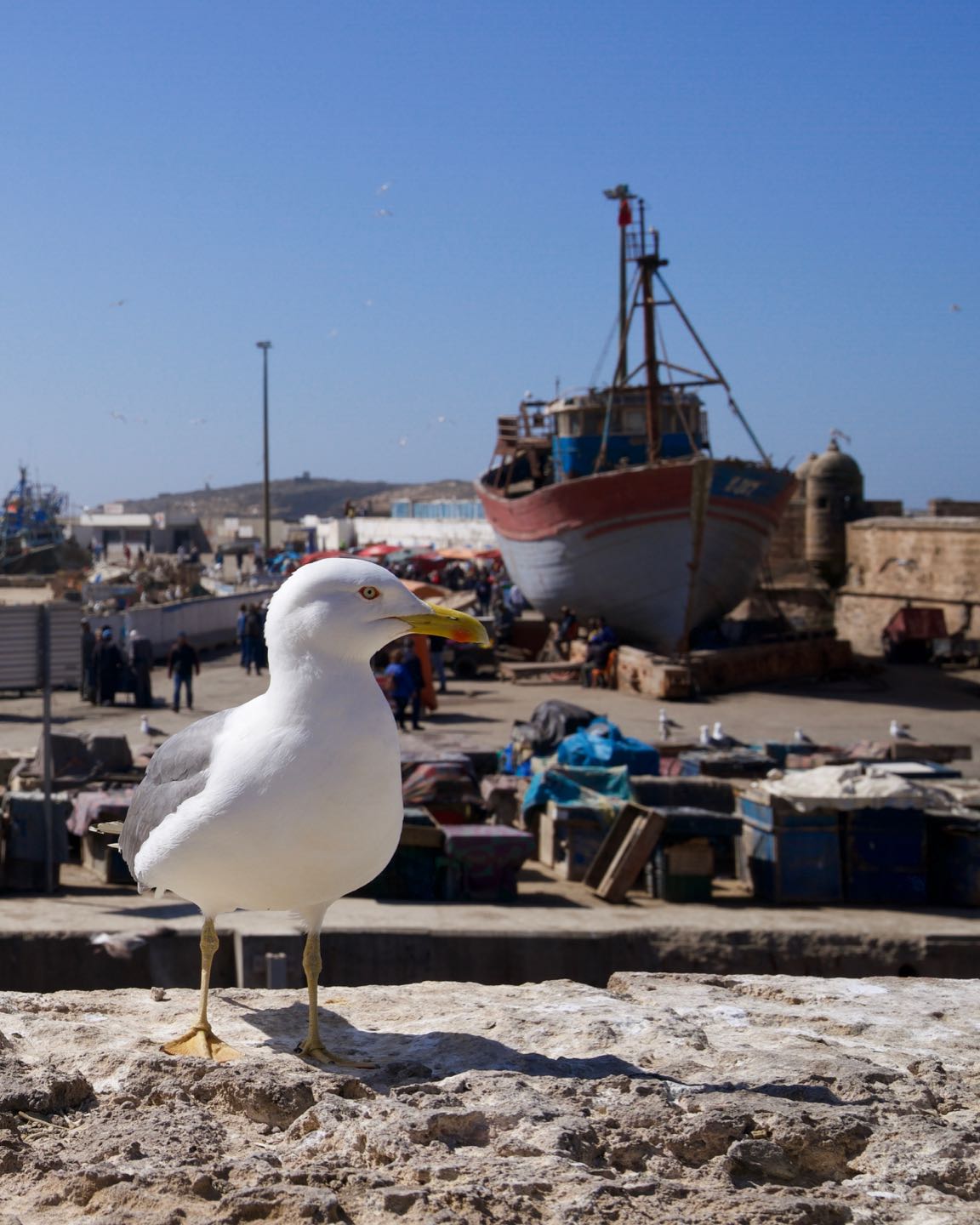 Gaviota en el puerto de Essaouira